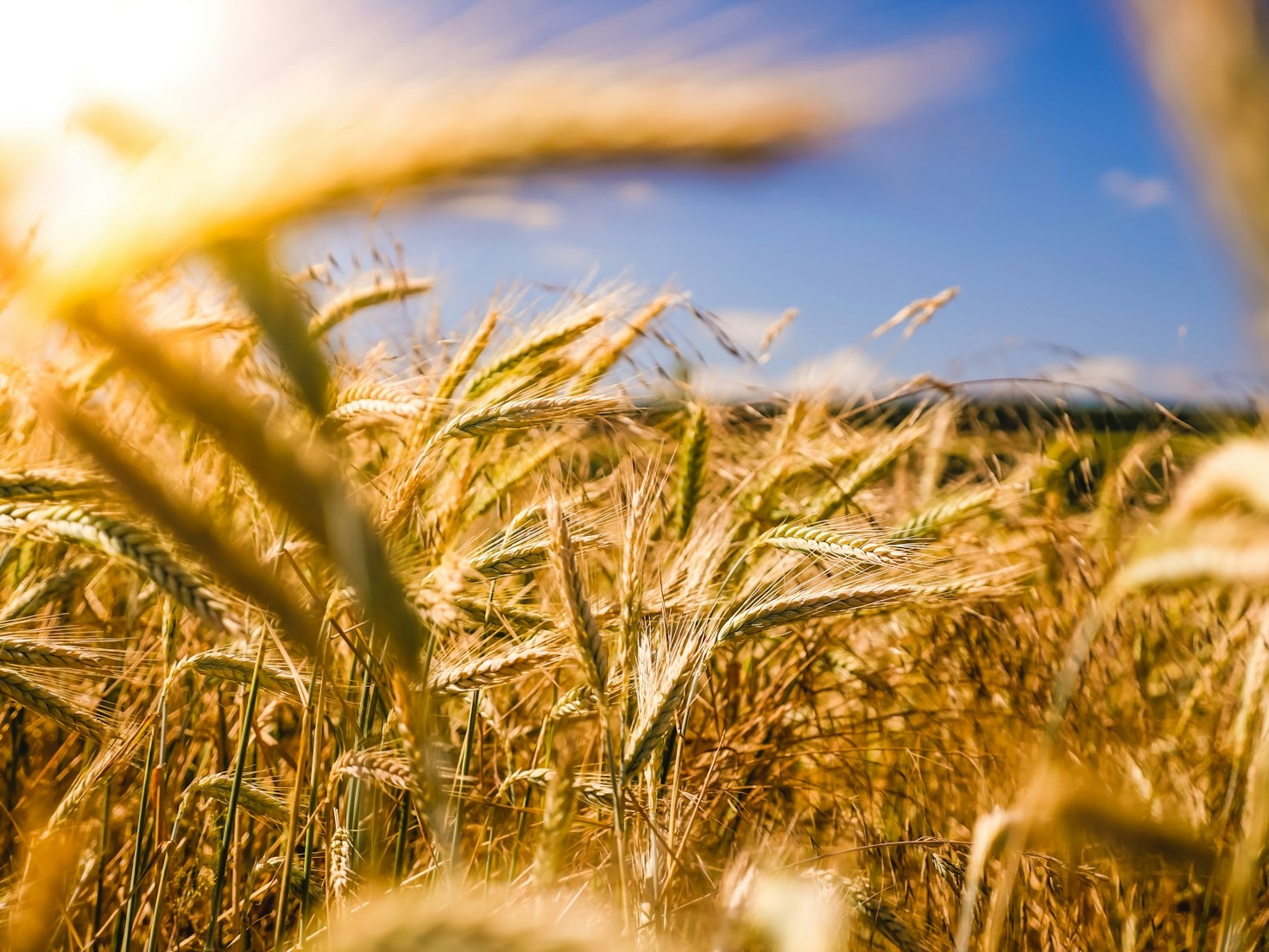 Agricultura de Precisão: Como os Dados Estão Moldando o Futuro do Agronegócio